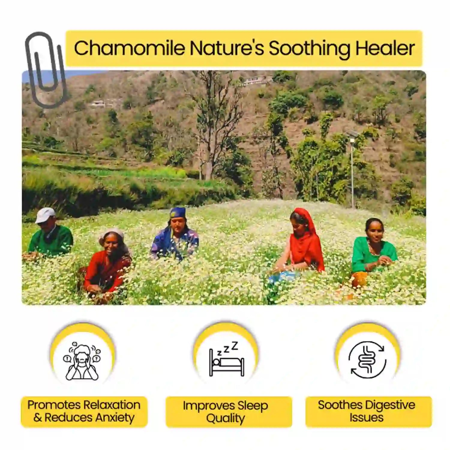 Chamomile Nature's Soothing Healer