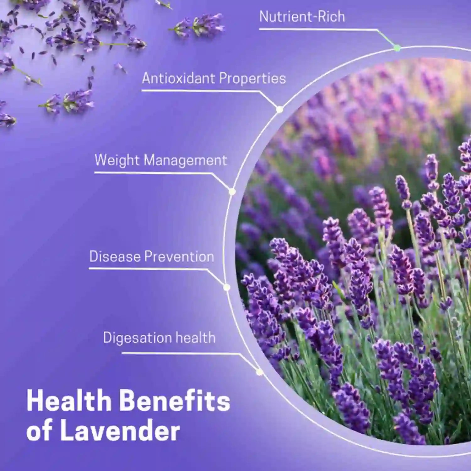 Healthy Lavender Buds Flower Tea Benefits