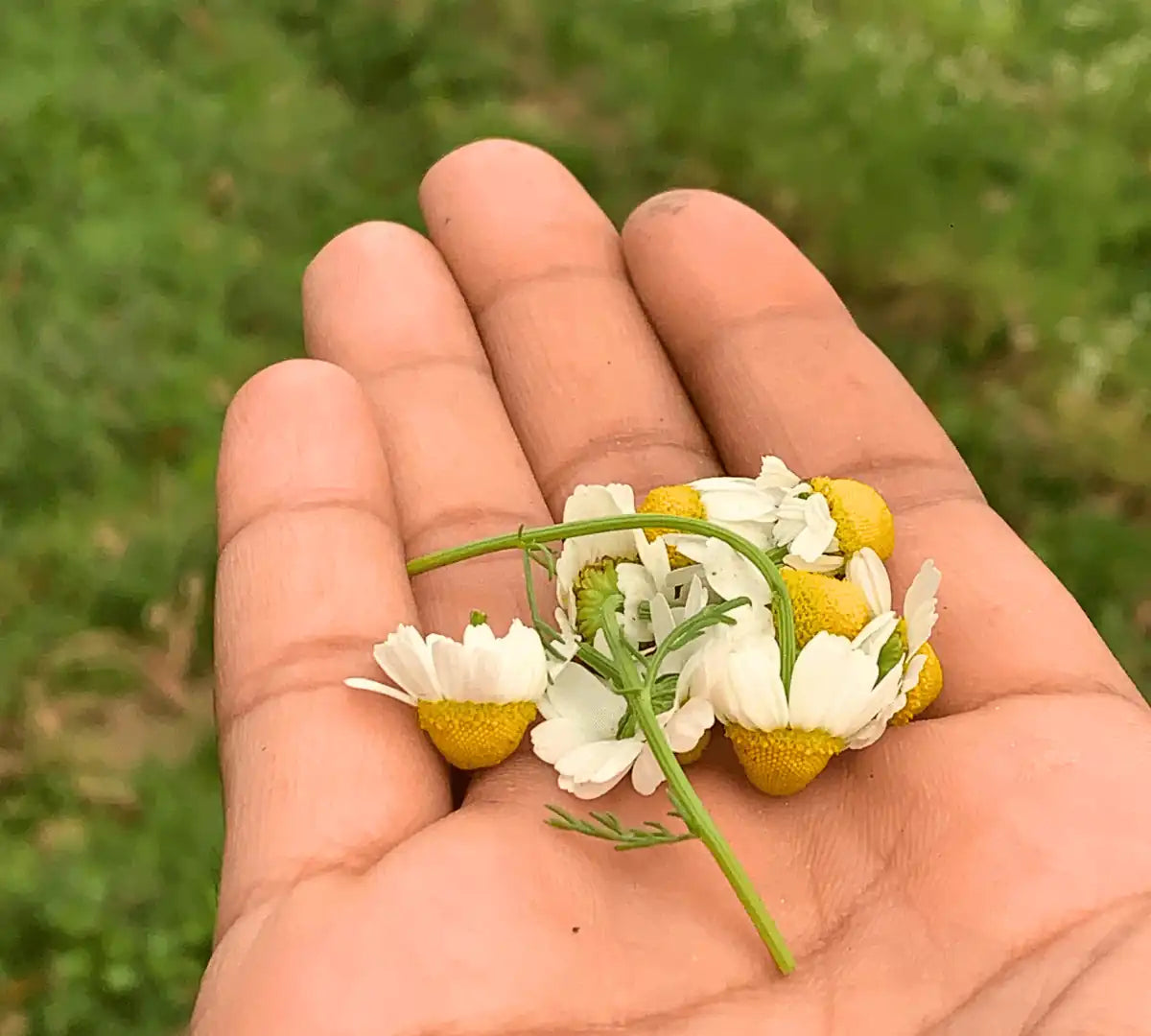 Natural and Organic chamomile Jaivik Uttarakhand