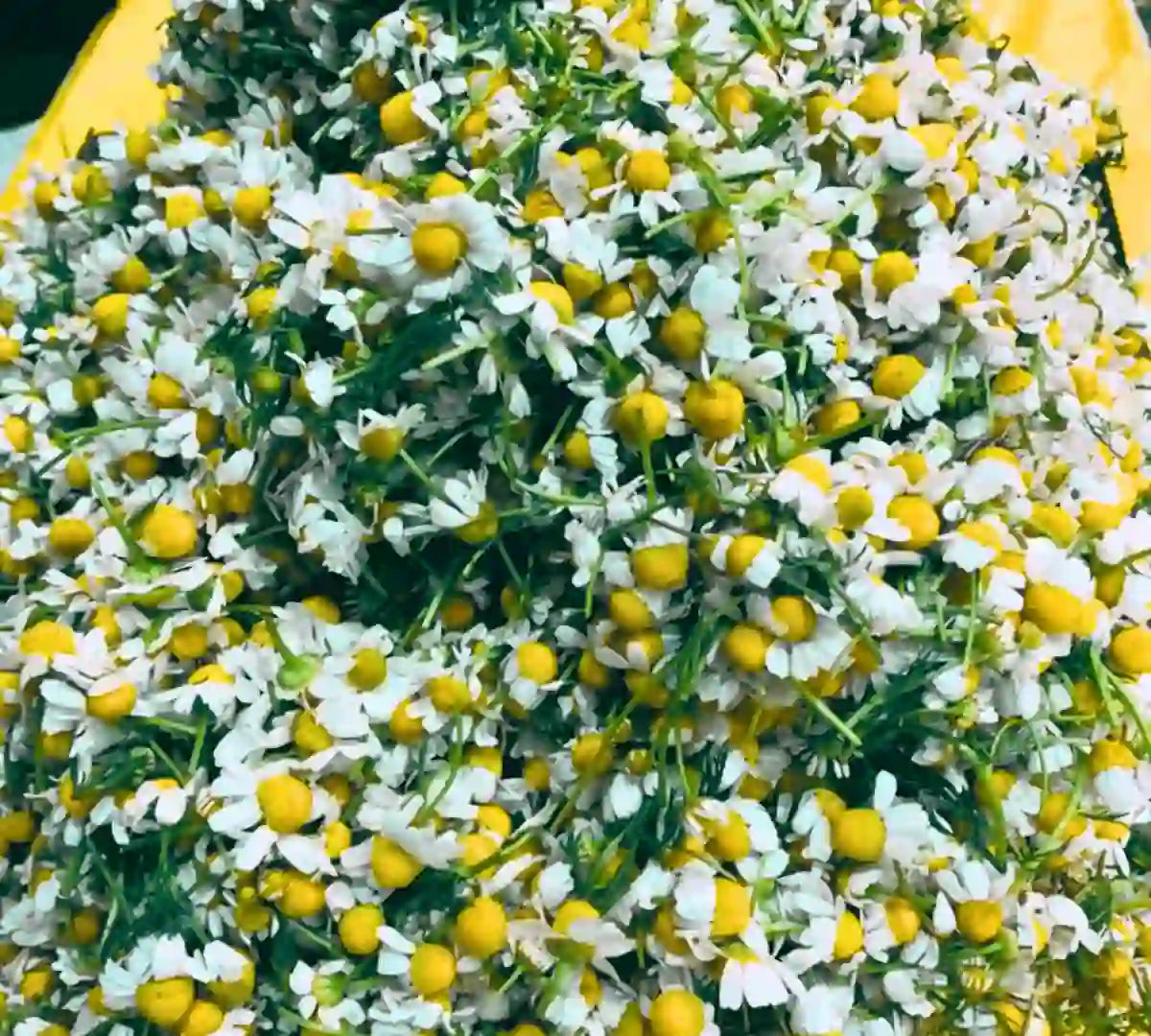 Natural and Organic chamomile